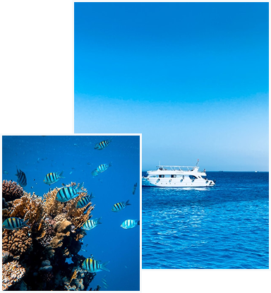 Exploring sea life